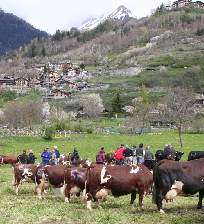 Approvate modalità di concessione aiuti per investimenti e spese in agricoltura