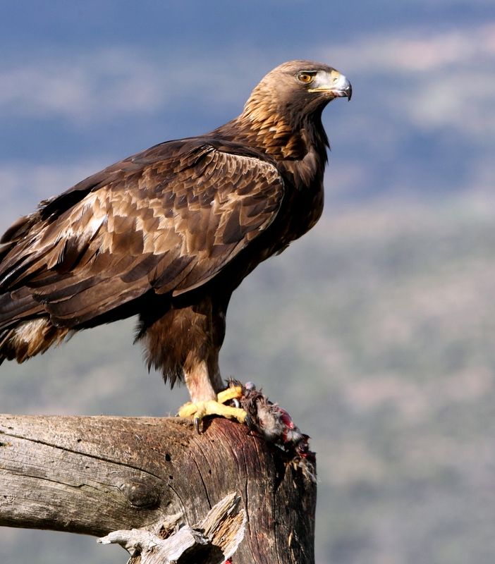 Etroubles: aquila aggredisce un cane e lo uccide sotto gli occhi dei proprietari
