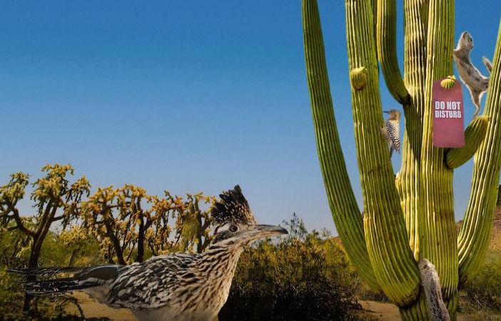 Divertente e riflessivo, 'Cactus Hotel' ha vinto il Gran Paradiso Film Festival