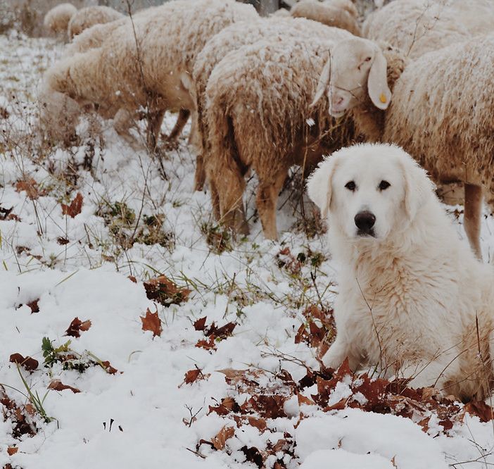 Un cane 'antilupo' appositamente addestrato a protezione del gregge