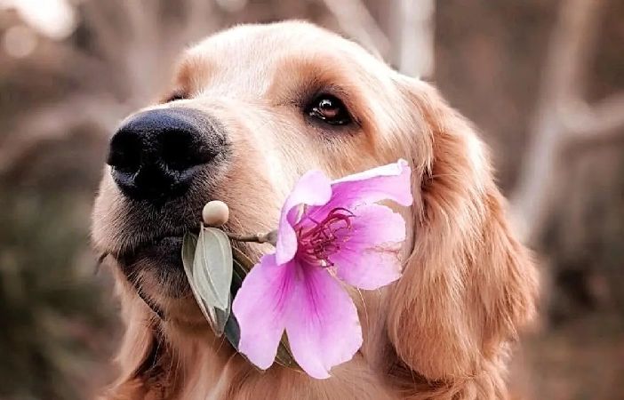 Quando la famiglia subisce un lutto, come lo affrontano i pets? VIDEO INCLUSO
