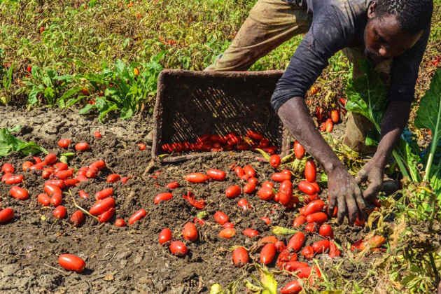 'Se i lontani pomodori italiani sono frutto di caporalato, preferisco quelli olandesi'