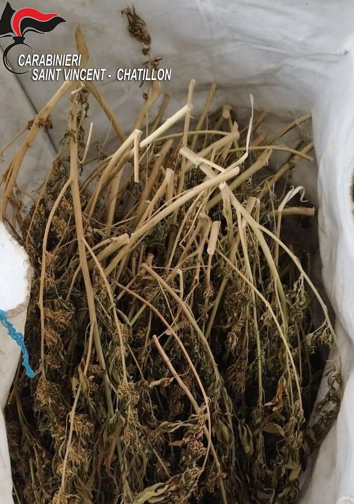 Marijuana sequestrata a Nus, il decreto-sicurezza mette a rischio macero anche 800 chili di 'legale'
