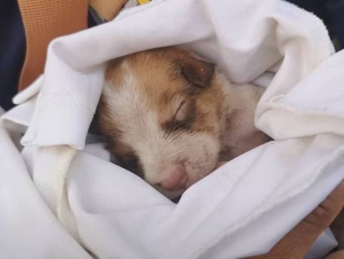 Come svezzare un cucciolo abbandonato