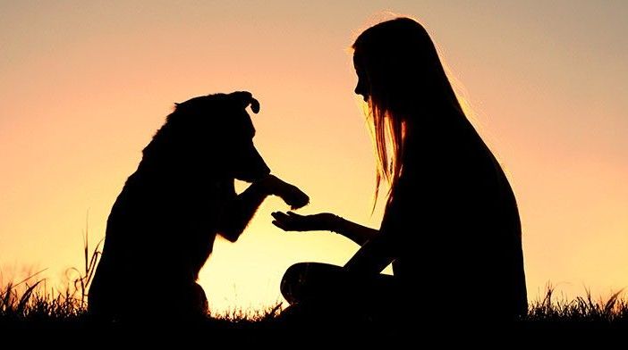 Se mi ami proteggimi; il Celva apre le iscrizioni per il conseguimento del patentino per cani