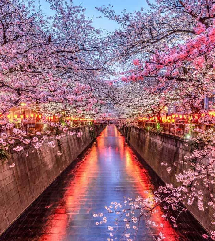 Hanami e la contemplazione dei ciliegi