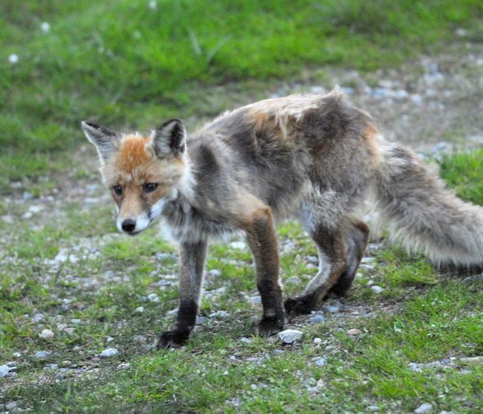 Il cimurro si estende tra gli animali selvatici in Valle
