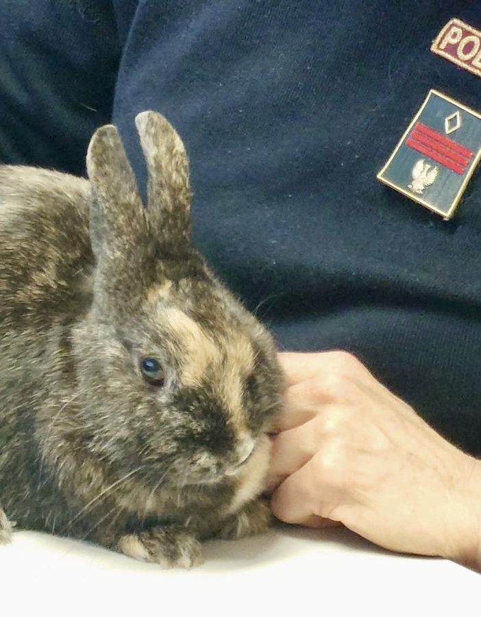 Coniglio nano smarrito e spaventato 'salvato' dalla polizia