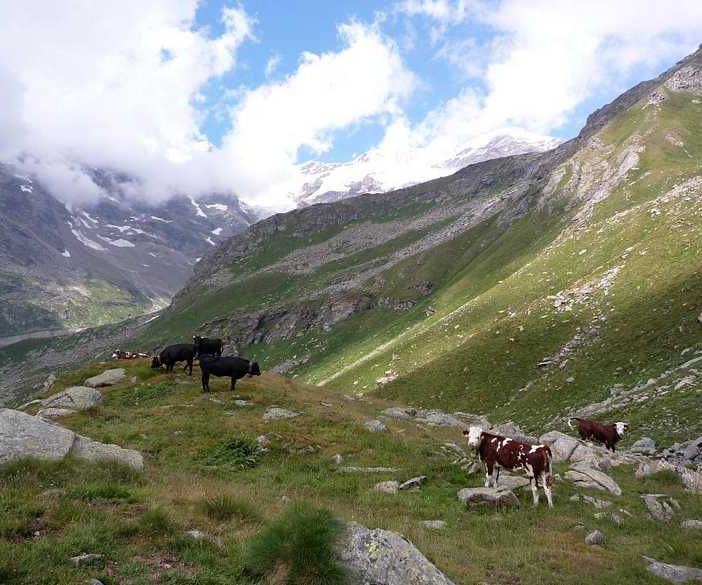 Uno scorcio dell'alpe del Cortlys