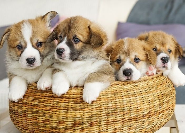 Sei intenzionato a prendere o adottare un cucciolo ma non sai da dove iniziare?