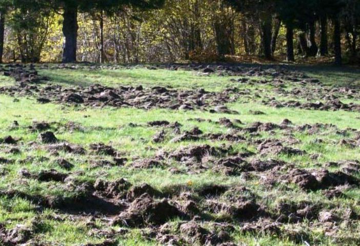 Danni in agricoltura causati da fauna selvatica; al via domande di contributo
