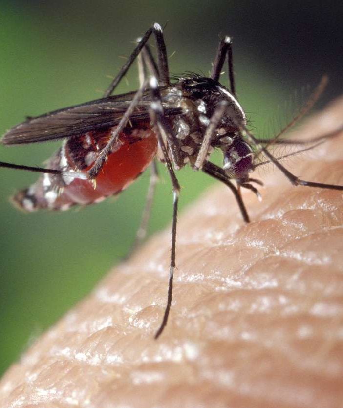 Un caso, il primo, di 'febbre dengue' in Valle d'Aosta