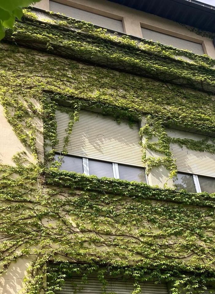 Aosta, l'edera rampicante ha invaso il Liceo Bérard