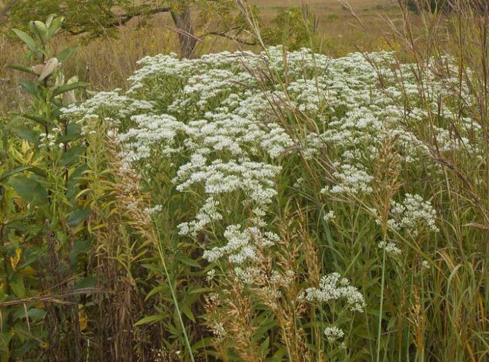 Eupatorium perfoliatum nel trattamento della COVID-19: quando la 'strada alternativa' si rivela un'eccellente alternativa