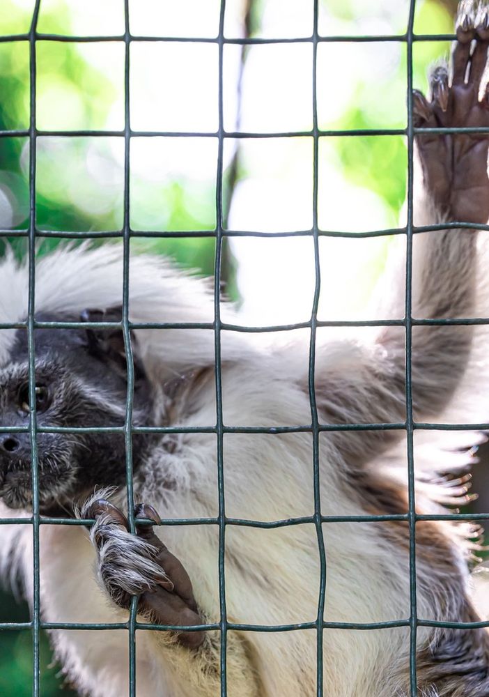 Alcune delle principali leggi italiane a tutela degli animali