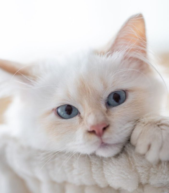 Come si riconosce e come si cura la micosi o 'tigna' nel gatto