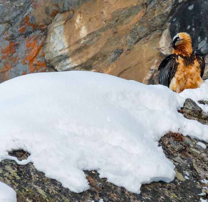In Valnontey il gipeto è 'superprotetto'; interdette anche alcune cascate di ghiaccio