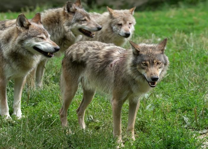 In Valle 10 branchi di lupi, Ganis (Lega) e assessore Carrel, 'ripartire con Wolfalps'