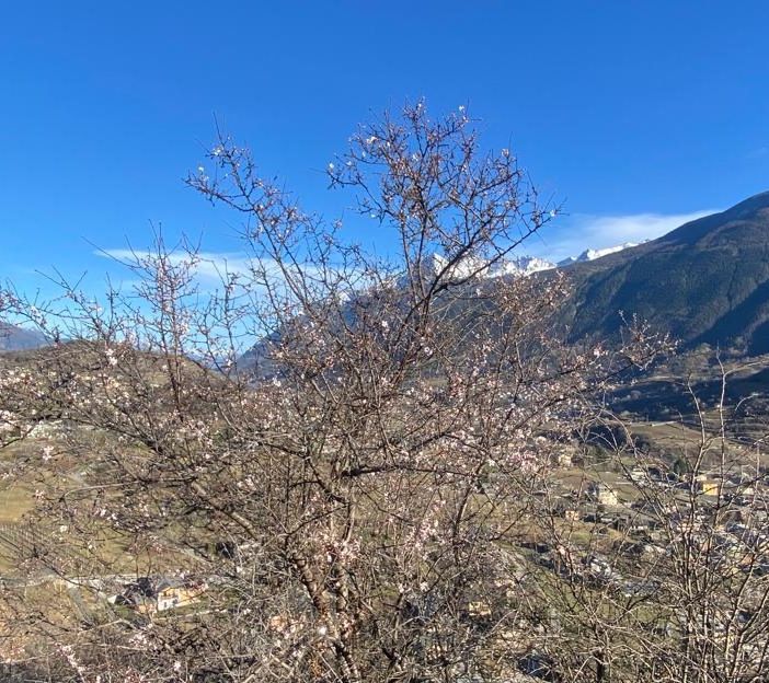 Calda primavera, in Valle gemme a 800 metri di quota