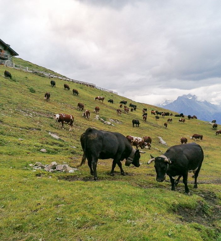 'Quella stufa costa meno di quanto dichiarato...' gli strali della Regione si abbattono su un'azienda agricola