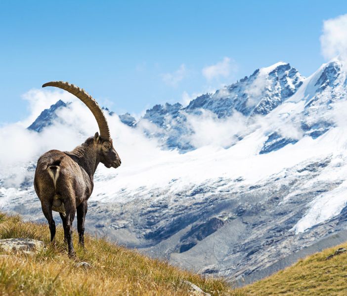 Nove guardaparco entrano in servizio al Parco del Gran Paradiso