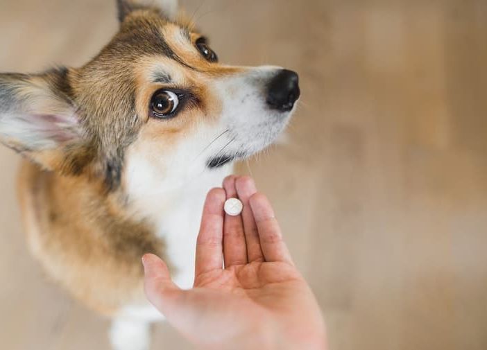 PhotoCredit Dog.it