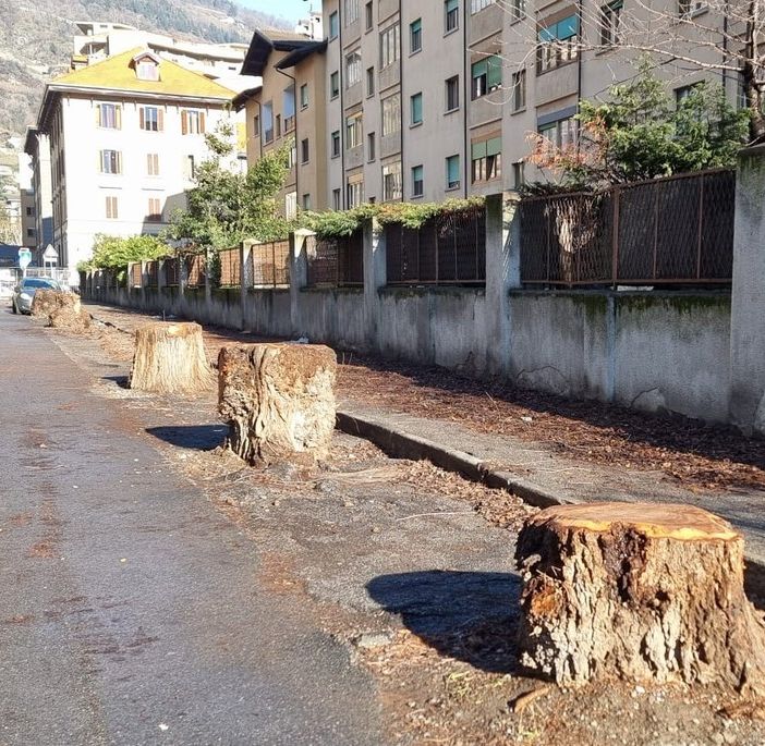 Aosta, rimosse le auto schiacciate dagli olmi caduti in via Pollio Salimbeni