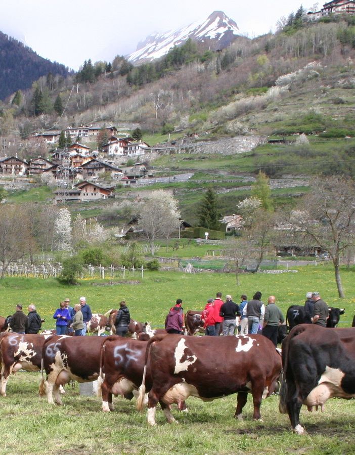 Contributi rassegne Arev, per gli inquirenti 'macroscopiche leggerezze contabili'