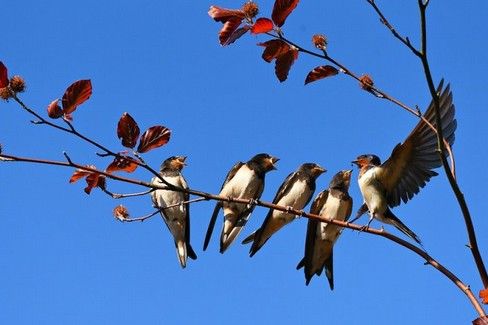 E' in arrivo la primavera, fermati, ascolta intorno a te e osserva il volo degli uccelli