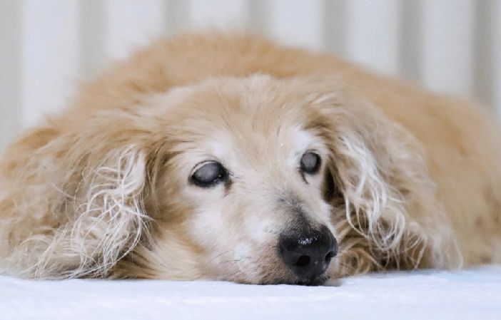 Problemi neurologici nel cane anziano