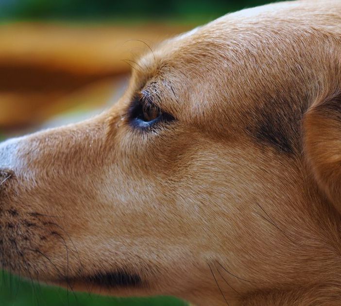 PhotoCredit Dog's