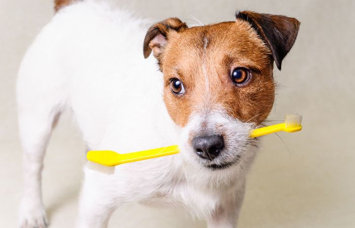 Benessere e igiene per il nostro cane; come pulirgli i denti?