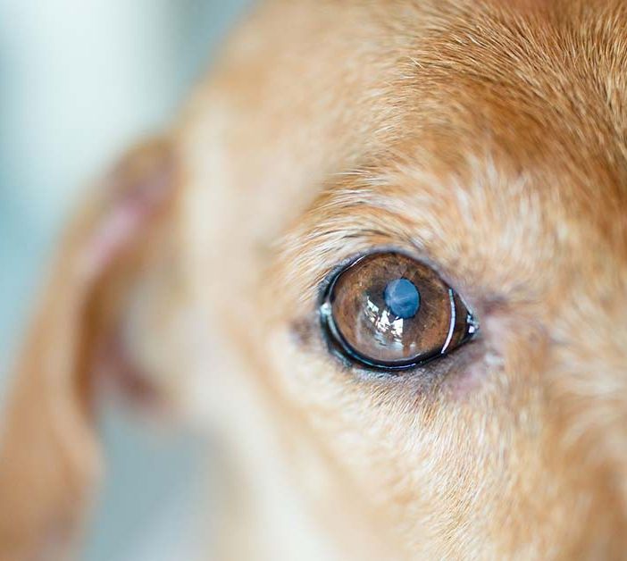 Leishmaniosi nel cane; focolai anche in Valle d'Aosta? -Video incluso