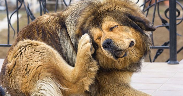 Parassiti e antiparassitari; come difendere i nostri Pet VIDEO INCLUSO