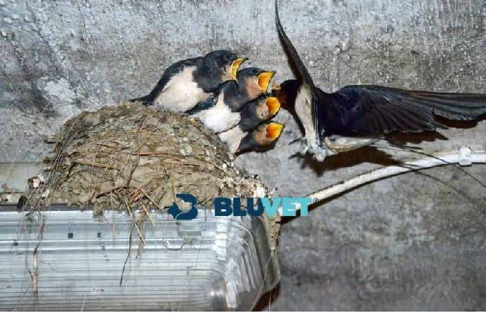 Come nutrire una rondine caduta dal nido?
