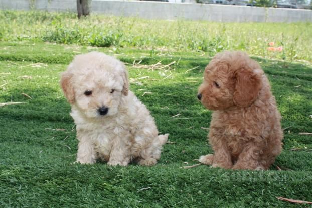 Allevava in alloggio 21 barboncini in condizioni precarie; cani sequestrati e proprietaria denunciata