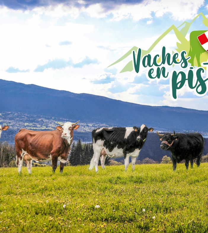 La Valle d'Aosta a 'Vaches en piste' per valorizzare l'allevamento in territorio alpino