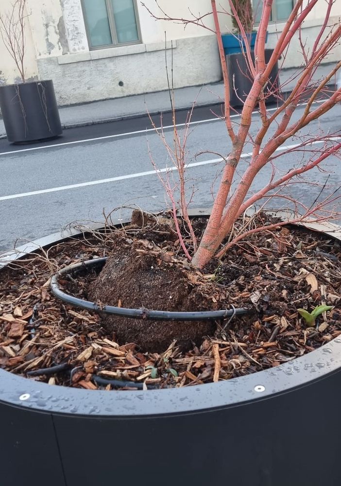 Aosta, vandalizzate le nuove fioriere in via Garibaldi