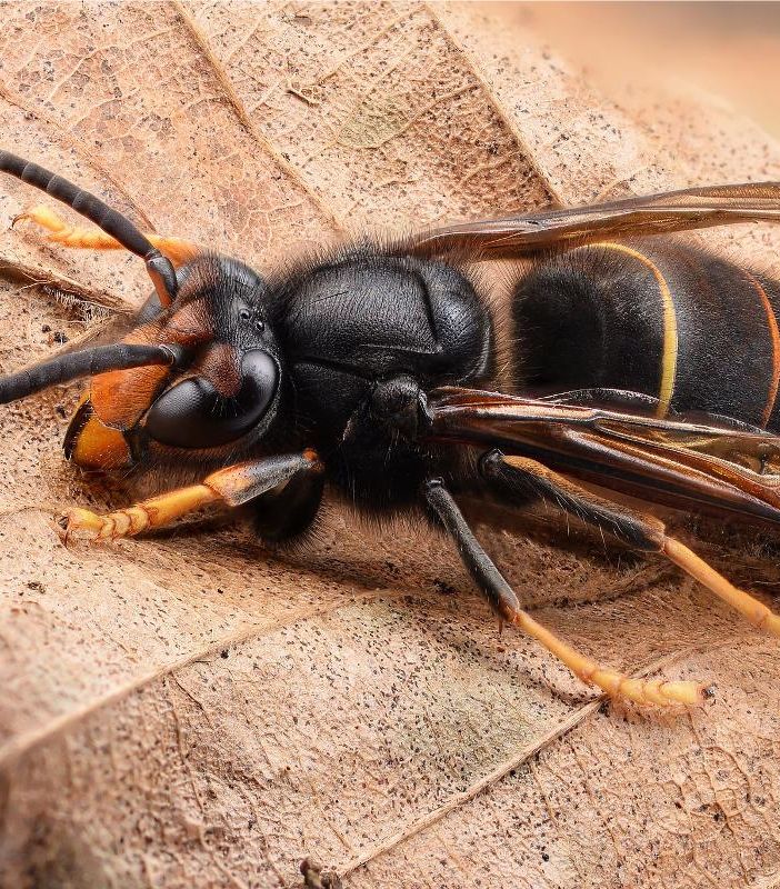 L'invasiva vespa velutina ai confini della Valle, dall'assessorato Agricoltura il corso per conoscerla e combatterla