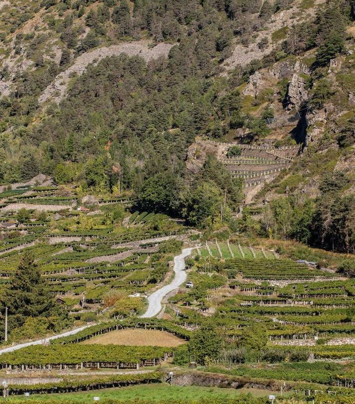 La gestione del vigneto: incontri formativi dell'assessorato Agricoltura a febbraio