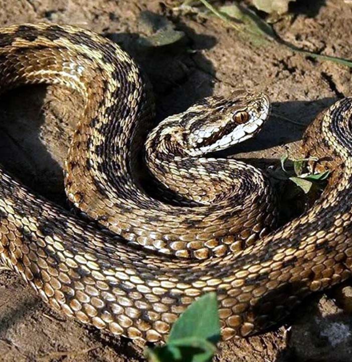 Due escursionisti ricoverati al 'Parini' di Aosta per morso di vipera