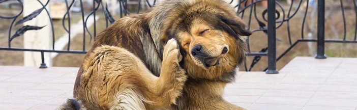 Parassiti e antiparassitari; come difendere i nostri Pet VIDEO INCLUSO