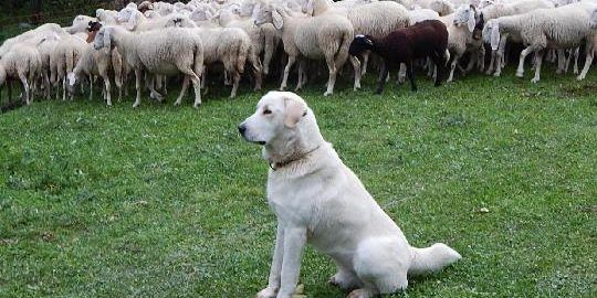 In Valle il primo corso di formazione per proprietari di cani 'antilupo' VIDEO In Valle il primo corso di formazione per proprietari di cani 'antilupo' VIDEO