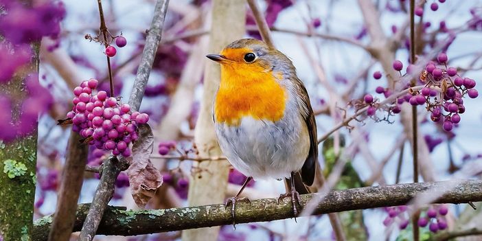 Primavera tanto attesa... alza lo sguardo al cielo e osserva il volo degli uccelli