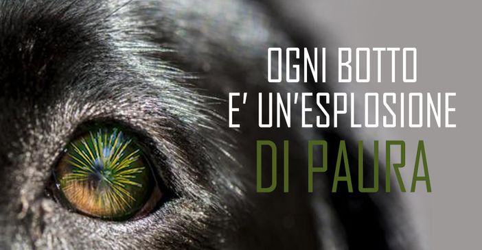 Ogni anno muoiono centinaia di animali a causa dei botti di Capodanno Ogni anno muoiono centinaia di animali a causa dei botti di Capodanno