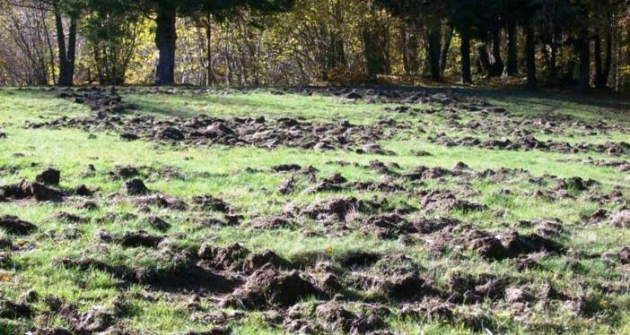 Danni in agricoltura causati da fauna selvatica; al via domande di contributo