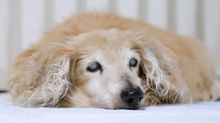 Problemi neurologici nel cane anziano