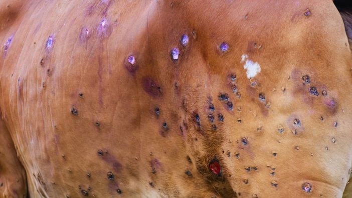 Dermatite bovina, misure drastiche in attesa dei vaccini Dermatite bovina, misure drastiche in attesa dei vaccini