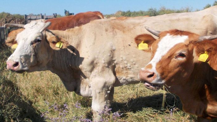 Emergenza dermatite nodulare: si prepara un piano straordinario di vaccinazione per 38 mila bovini Emergenza dermatite nodulare: si prepara un piano straordinario di vaccinazione per 38 mila bovini