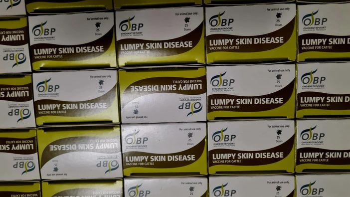 Dermatite bovina, la Regione replica a FdI: 'vaccinazione sola via per evitare abbattimenti'